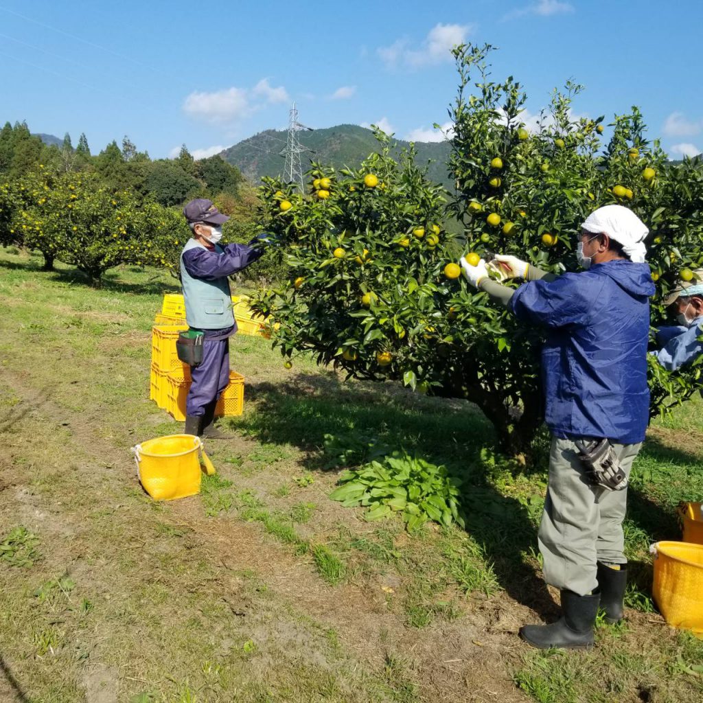 じゃばら収穫